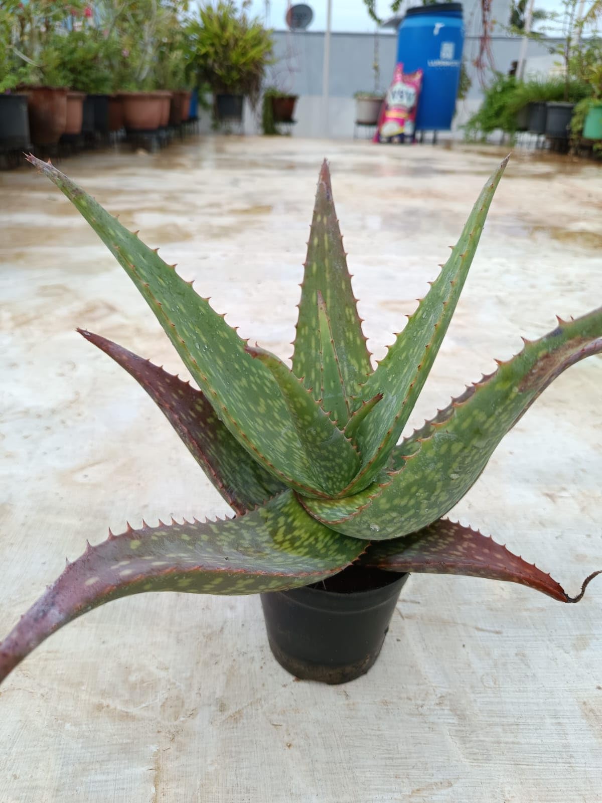 RAJAS GARDEN Red Aloe Cameronii Live Plant With 4 Inch Pot | Sivappu  Katrazhai Live Plant For Planting | Rare Red Gel Alove Vera Outdoor  Medicinal Plant : Amazon.in: Garden & Outdoors