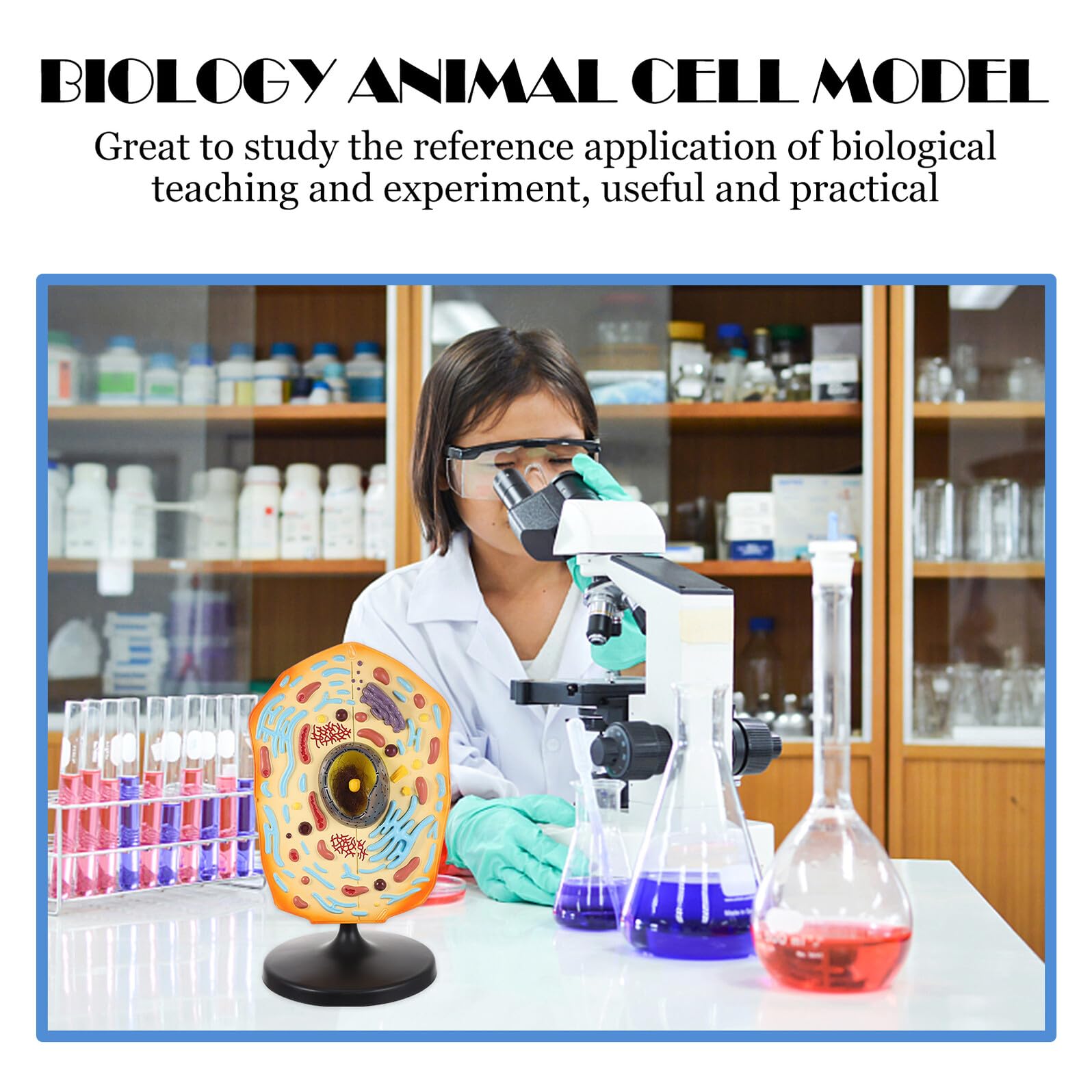 BESTonZON Anatomisches Tierzellmodell aus ABS Lehrmodell für Biologieunterricht Lernhilfe für Schule und Labor Vergrößerte Tierzelle