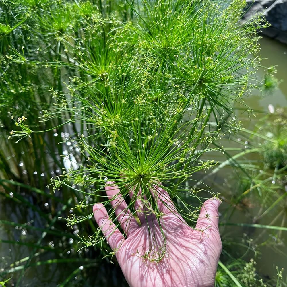 100 Semi Piante Acquatiche Per Laghetto - Macrofite Resistenti, Ideali Per Giardini E Acquari