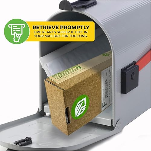 Miniatura 6 de Philodendron 'Ring of Fire' - Planta viva abigarrada  Philodendron Wendlandii x P. Tortum por Wellspring Gardens  Plantas de interior raras crestas,