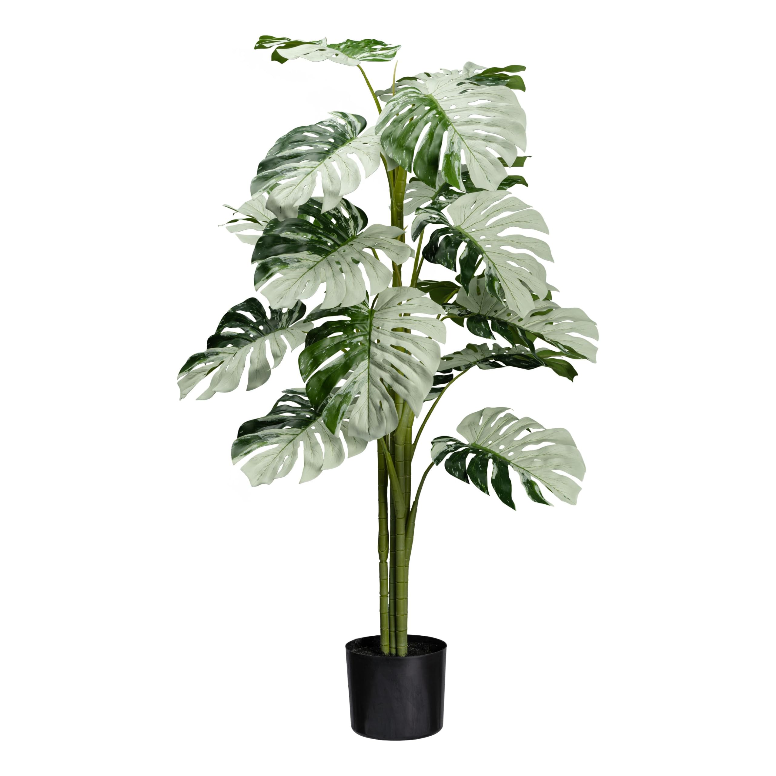 monstera kaufen Kleine Monstera kaufen – Green Me Up main image 1