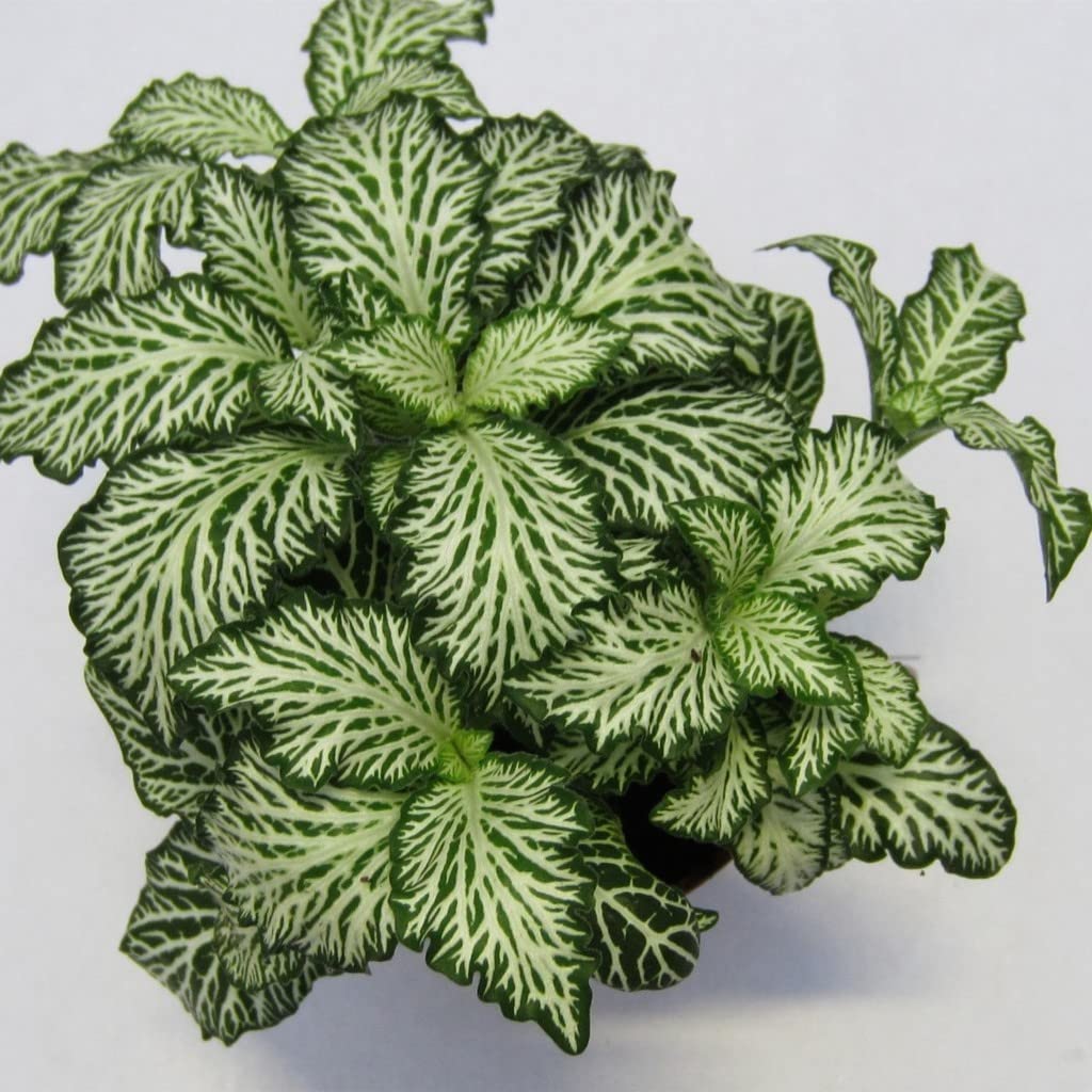OhhSome Indoor Plants Fittonia Mini Green & White,7 Cm Pot Home Décor|Indoor Plants|Living Room|Air Purifying|Balcony|Decoration|Dining Table|Kitchen - Best (Gardening Healthy Live Plant) (B09WNDXMVP) Amazon Price History, Amazon Price Tracker