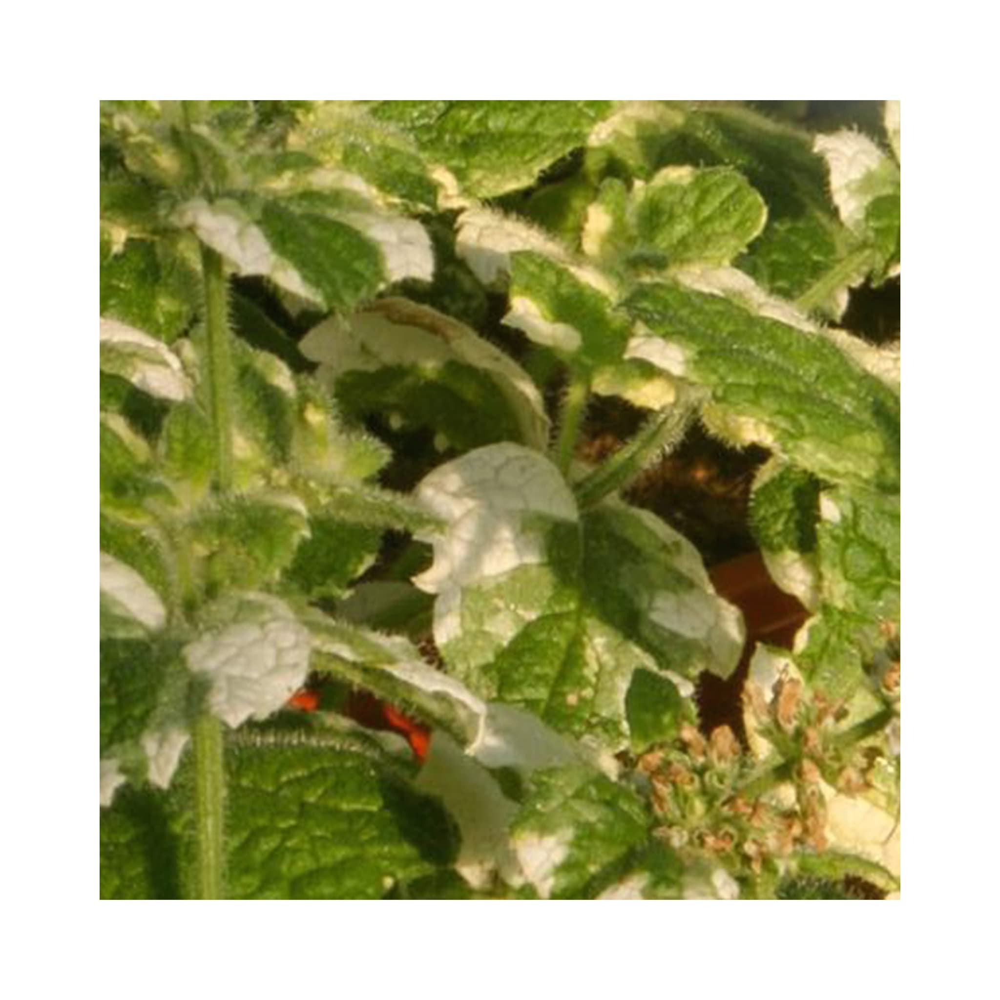 plant food pothos Pothos Plant Food  Enriched, Bioavailable Liquid Fertilizer