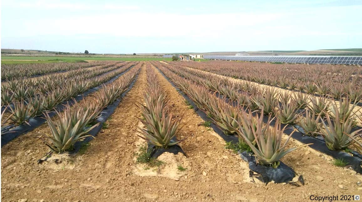 Meilleure feuille d'aloe vera bio