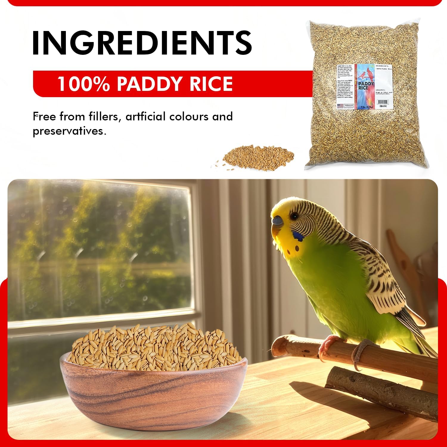 Morning Bird Paddy Rice 9 lbs Bird Seed for Health & Nutritious Bird Food – High Fiber with Natural Vitamins and Minerals - Supports Feathers & Immune Defense – Ideal for All Seed Eating Birds.