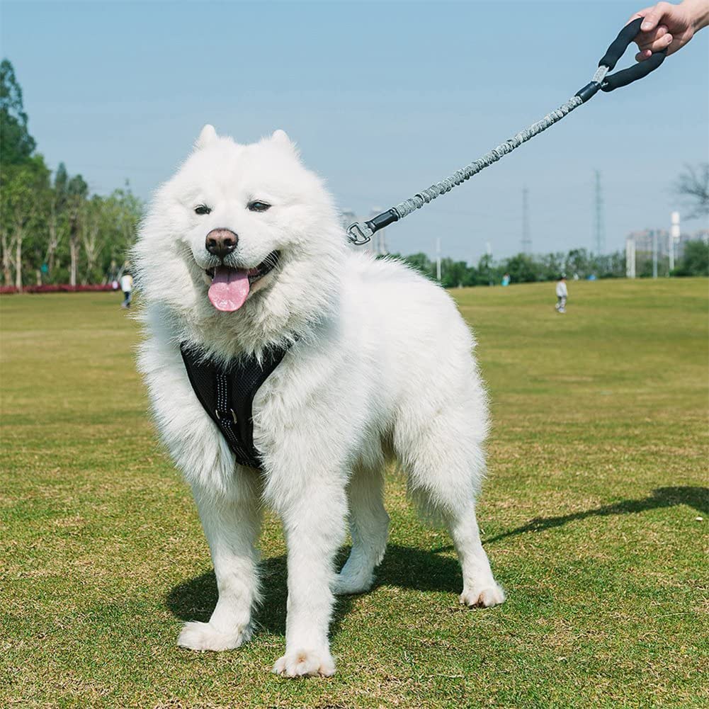 WDDT Laisse Chien Élastique, en Nylon, Corde Solide Anti Traction ​Grande Taille, Élastique pour Animaux Compagnie, avec Poignée Rembourrée, Chiens Grands et Petits