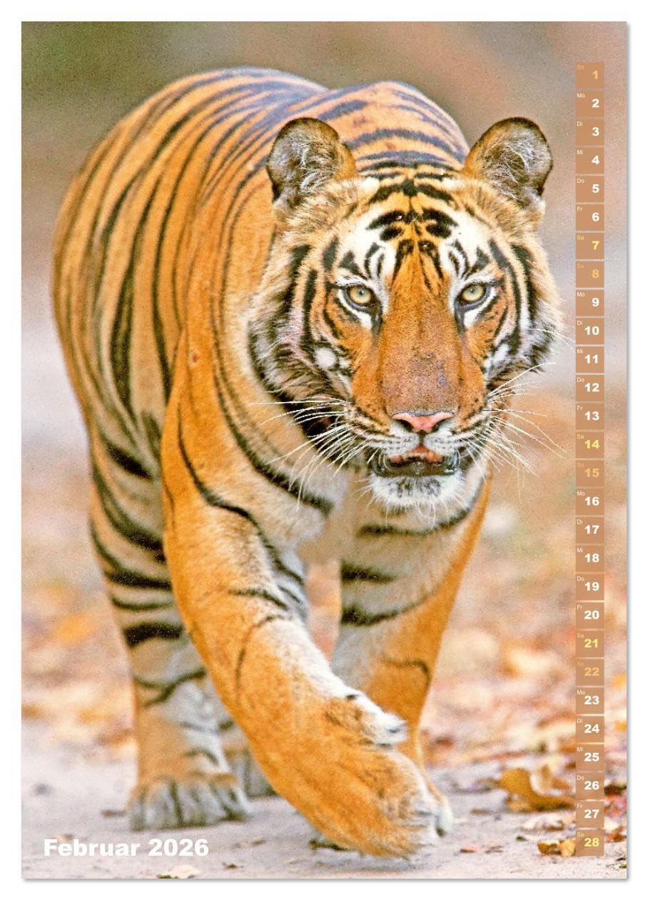 Raubkatzen: Die Jäger auf leisen Pfoten (hochwertiger Premium Wandkalender 2026 DIN A2 hoch), Kunstdruck in Hochglanz: Sprungkraft, Eleganz und Schönheit: Jaguar, Löwe und Tiger (CALVENDO Tiere)