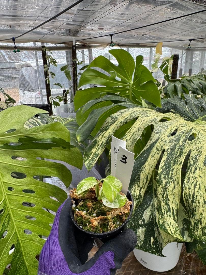 3モンステラデリシオサミント 組織培養苗 順化済 新しい