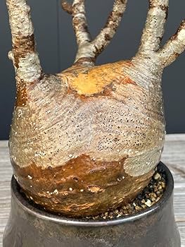 Amazon.co.jp: パキポディウム グラキリス ウィンゾリー 現地球