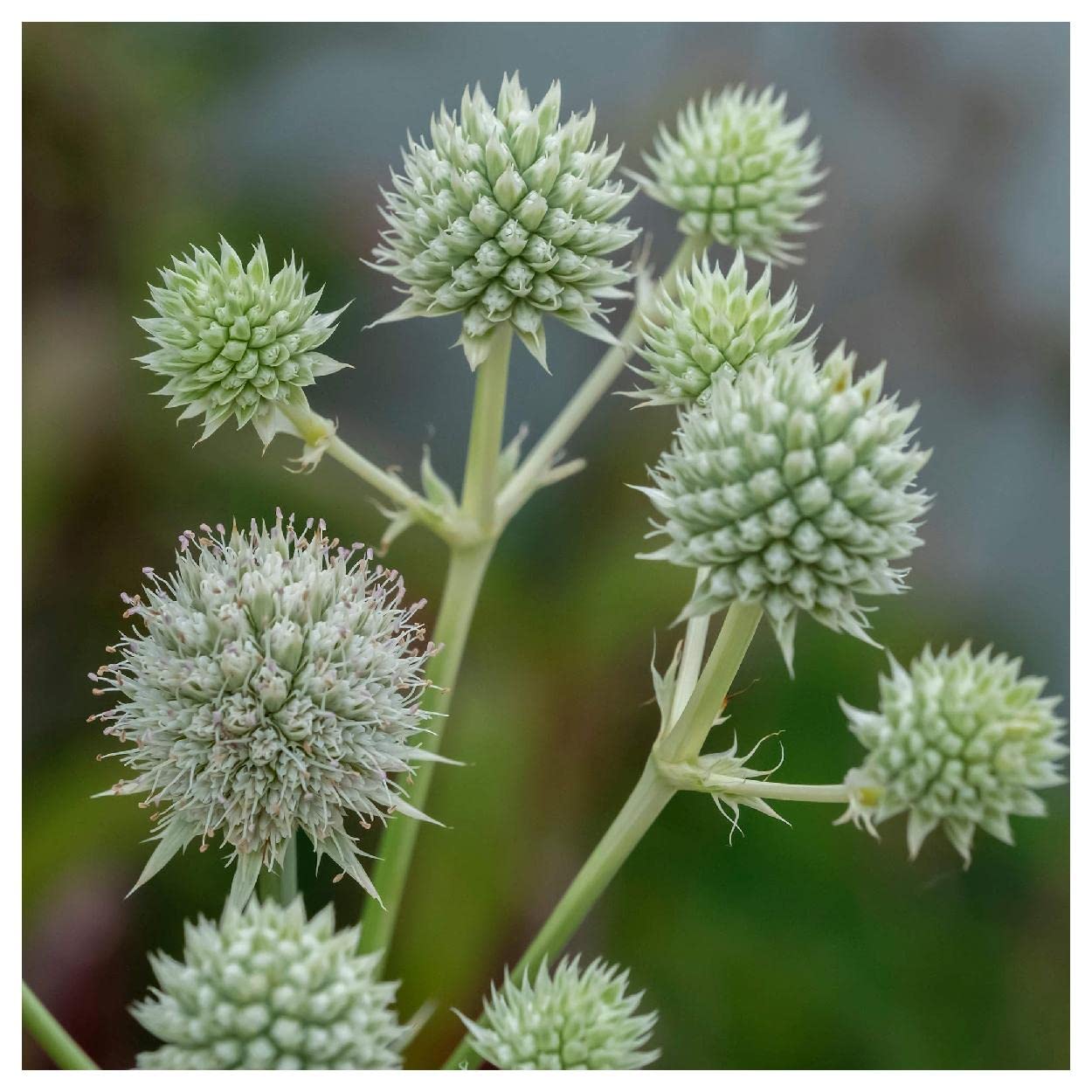 Everwilde Farms Gold Vault Rattlesnake Master Seeds