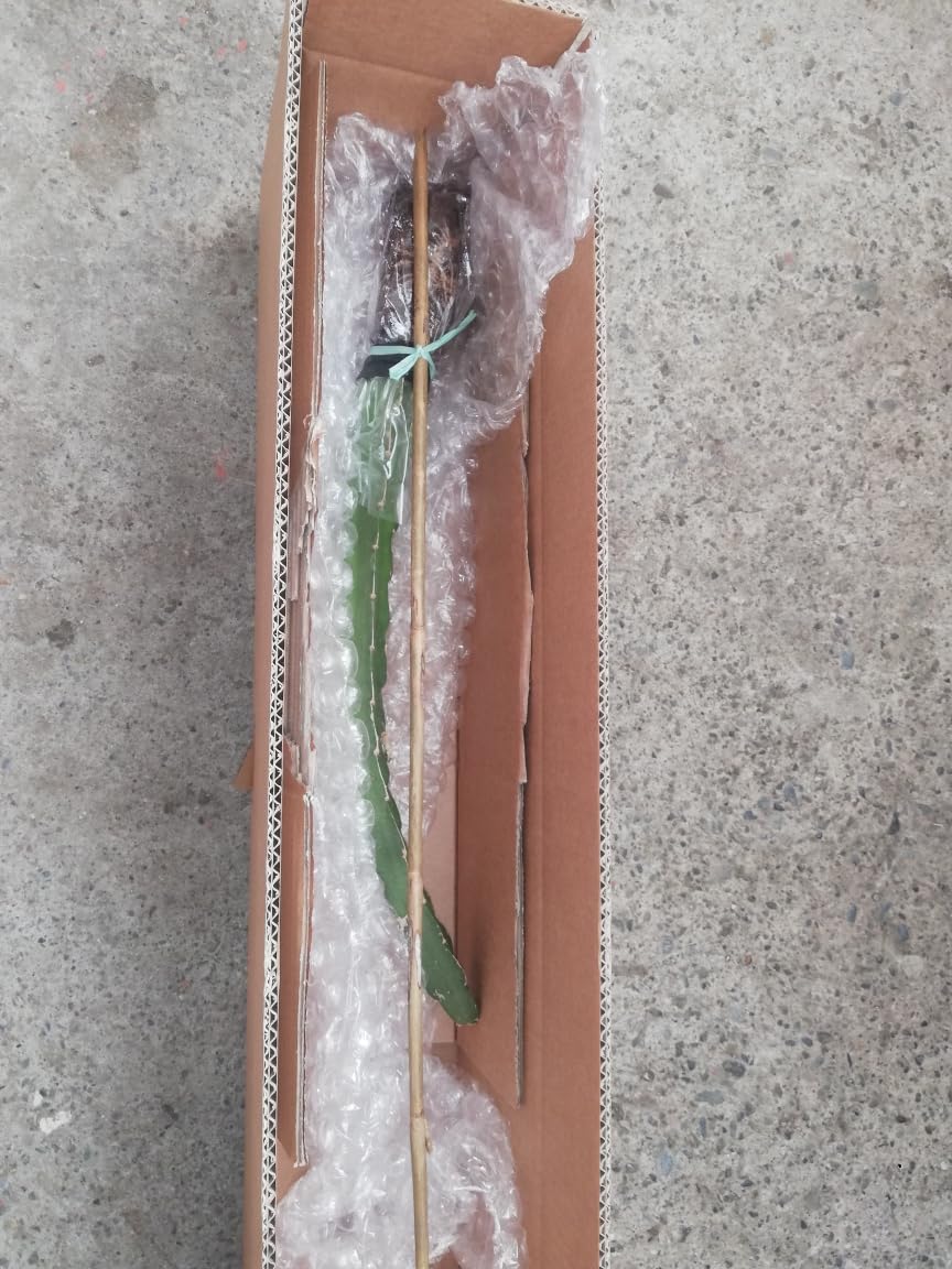 PITAYA ROSSA, 30-40 CM, FRUTTO DEL DRAGO, VARIETA' AUTOFERTILE JINDU N1/GUYUTE