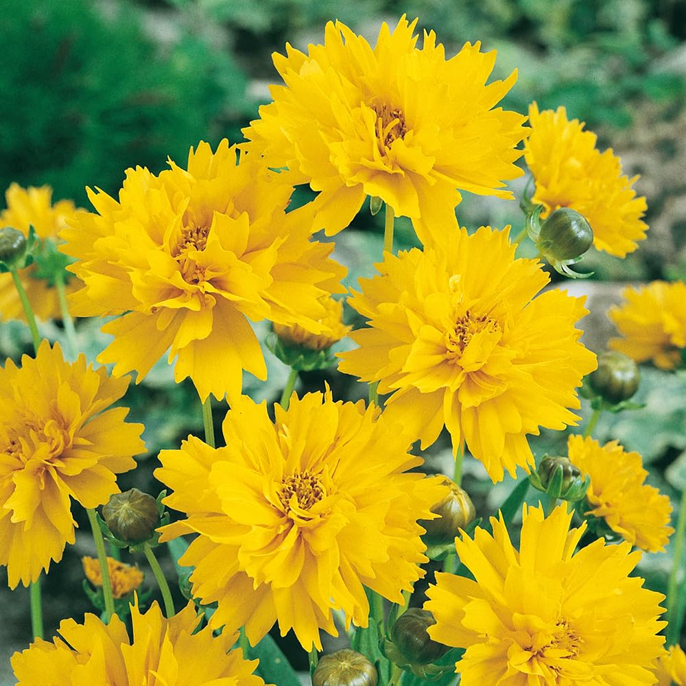 You Garden - 3 x Coreopsis Grand 'Early Sunrise' in 9cm Pots - Drought Tolerant Perennial Plants for Gardens - Potted Coreopsis Plants for Patios, Pots and Borders