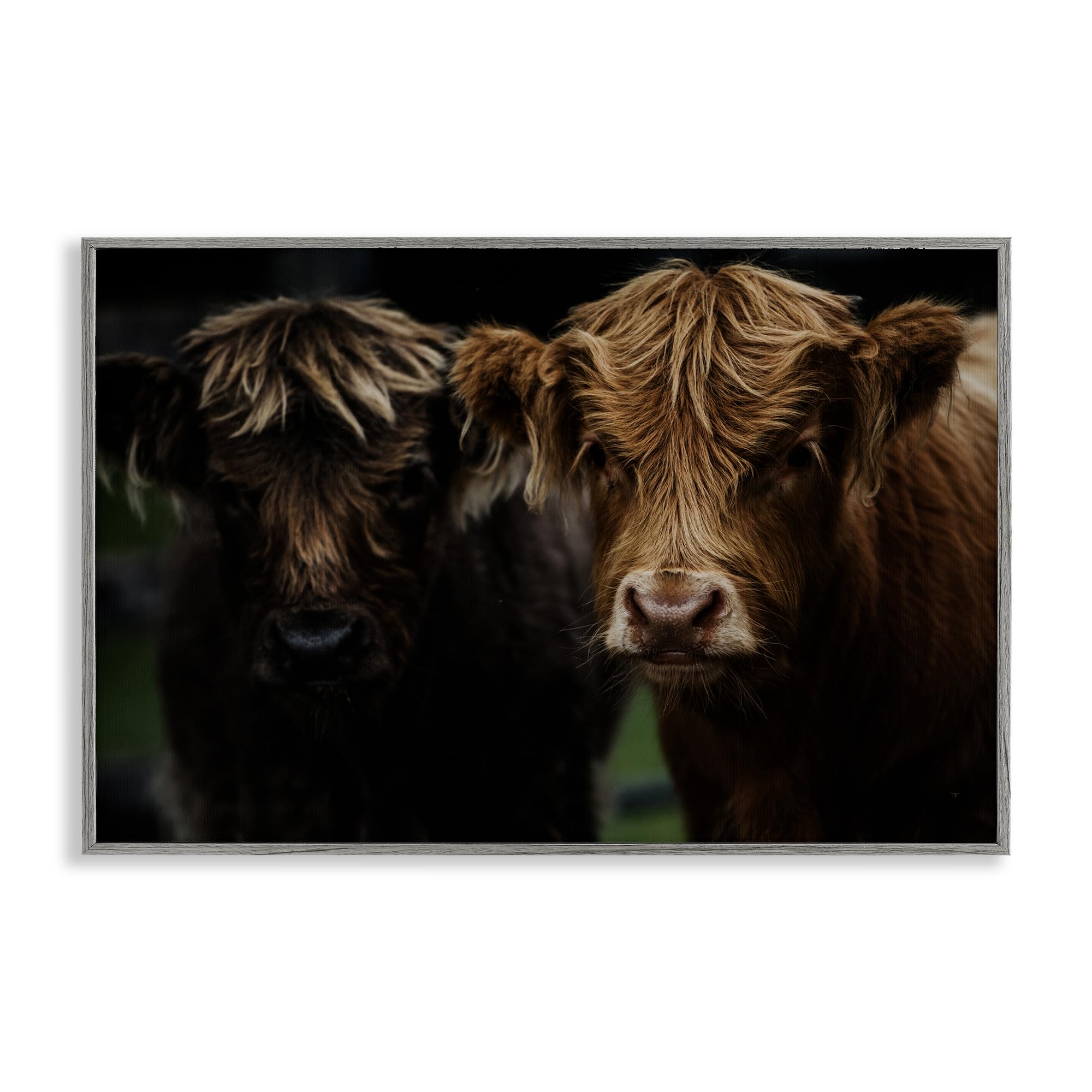 Stupell Industries Cow Faces Highland Pair Gray Framed Giclee Art, design by Amy Carroll, 12 x 18