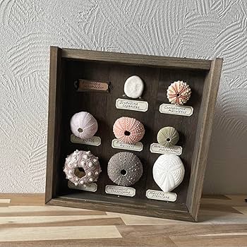 Colobocentrotus Atratus ウニ 殻 標本 Colobocentrotus Atratus ウニ 殻 標本