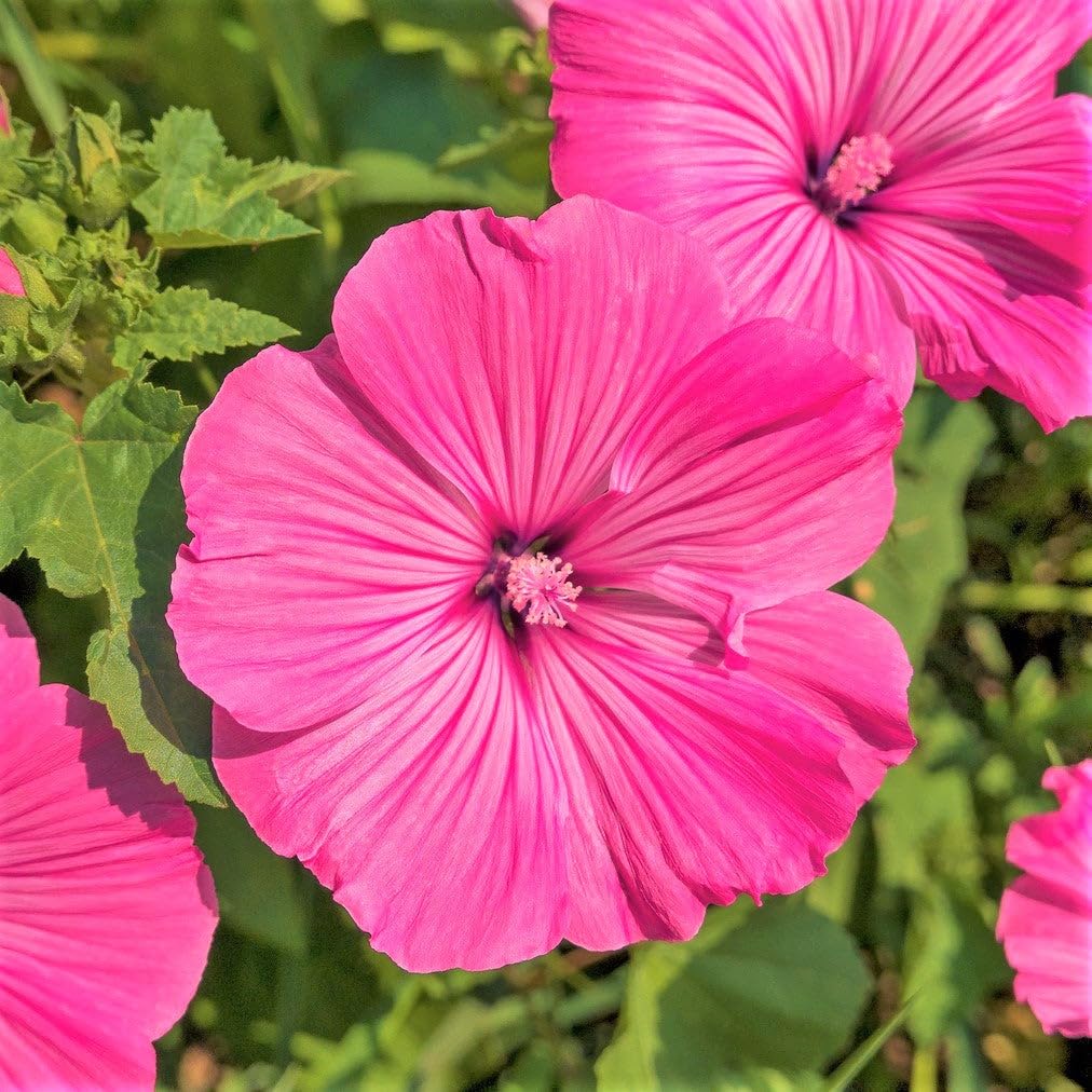 TomorrowSeeds - Pink Rose Mallow Seeds - 1800+ Count - for 2026 Planting Malva Trimestris Annual Hibiscus Common Tree Mallows Royal French Hollyhock