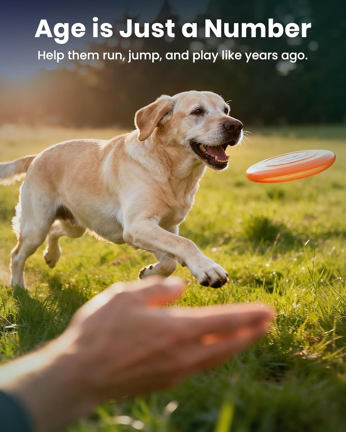 NAD+ Glucosamine for Dogs Hip and Joint Supplement - 300 Soft Chews - Advanced Mobility Support with MSM, Chondroitin, Resveratrol & CoQ10 - Healthy Aging & Vitality