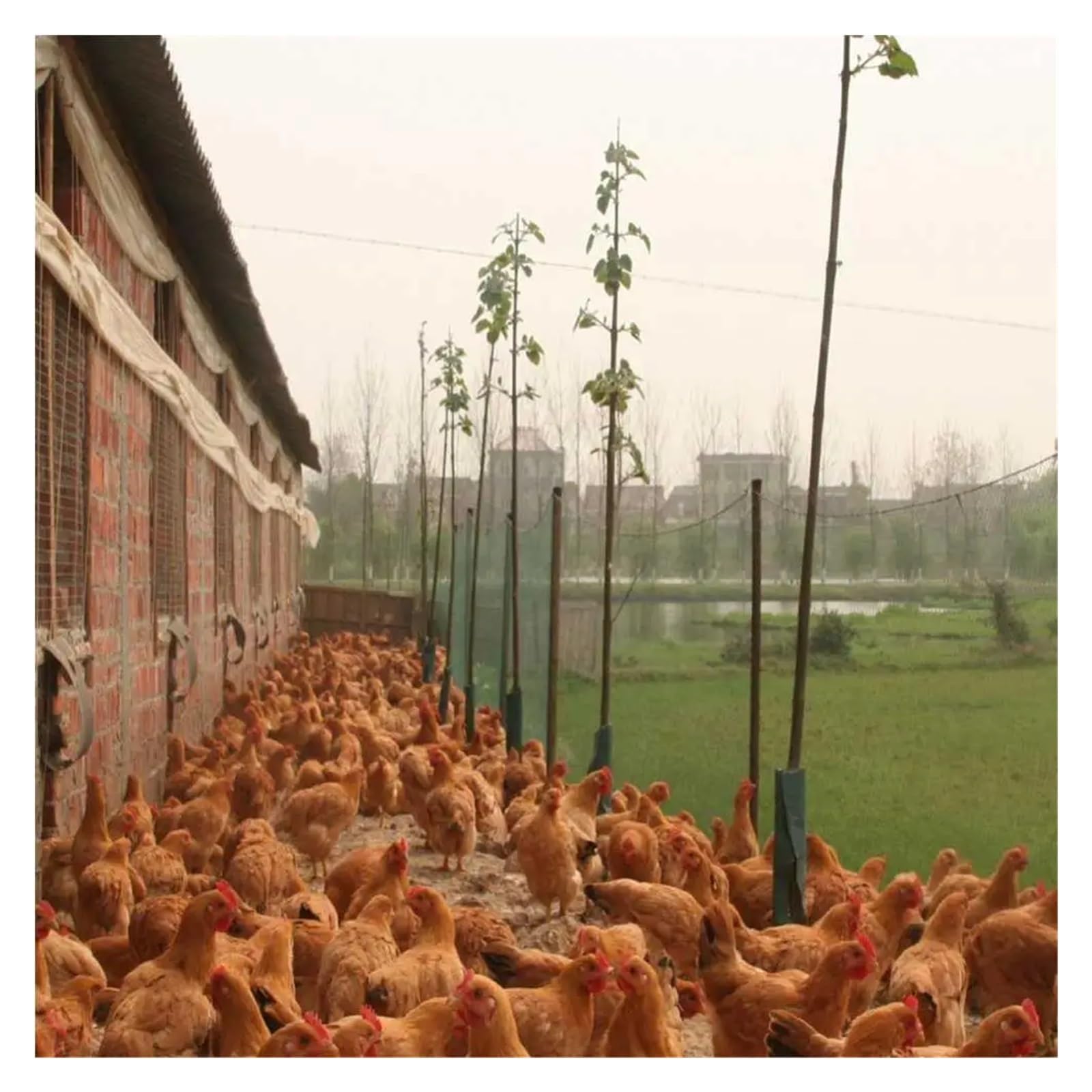 Red de malla antipájaros resistente para protección de jardín, 5 m x 10 m, 36 agujeros (10 cm), ideal para cultivos, plantas, ciervos, perros, gatos, pollos y pesca