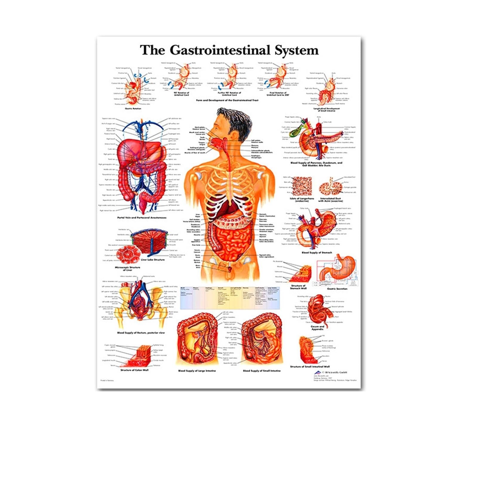 Poster cerveau et nerf spinal pour décorer un salon cabinet médical 30x40