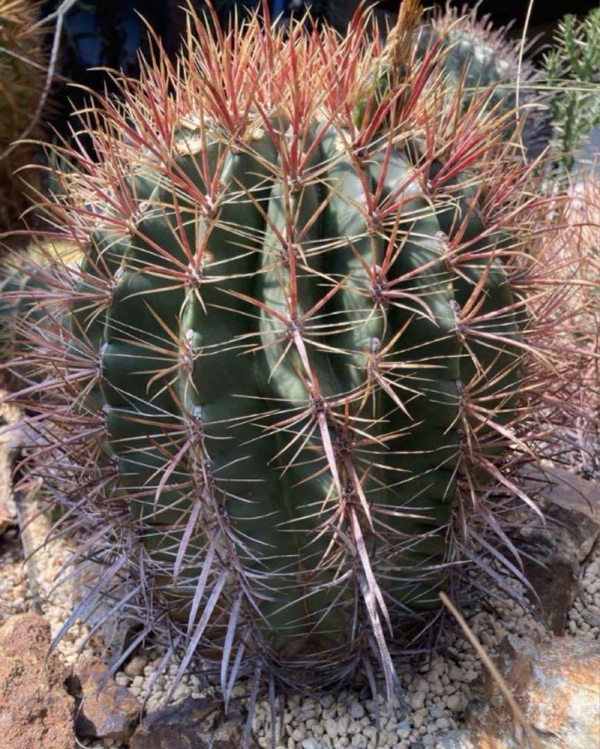 Amazon.co.jp: フェロカクタス5種セット種◇ドライガーデン多肉