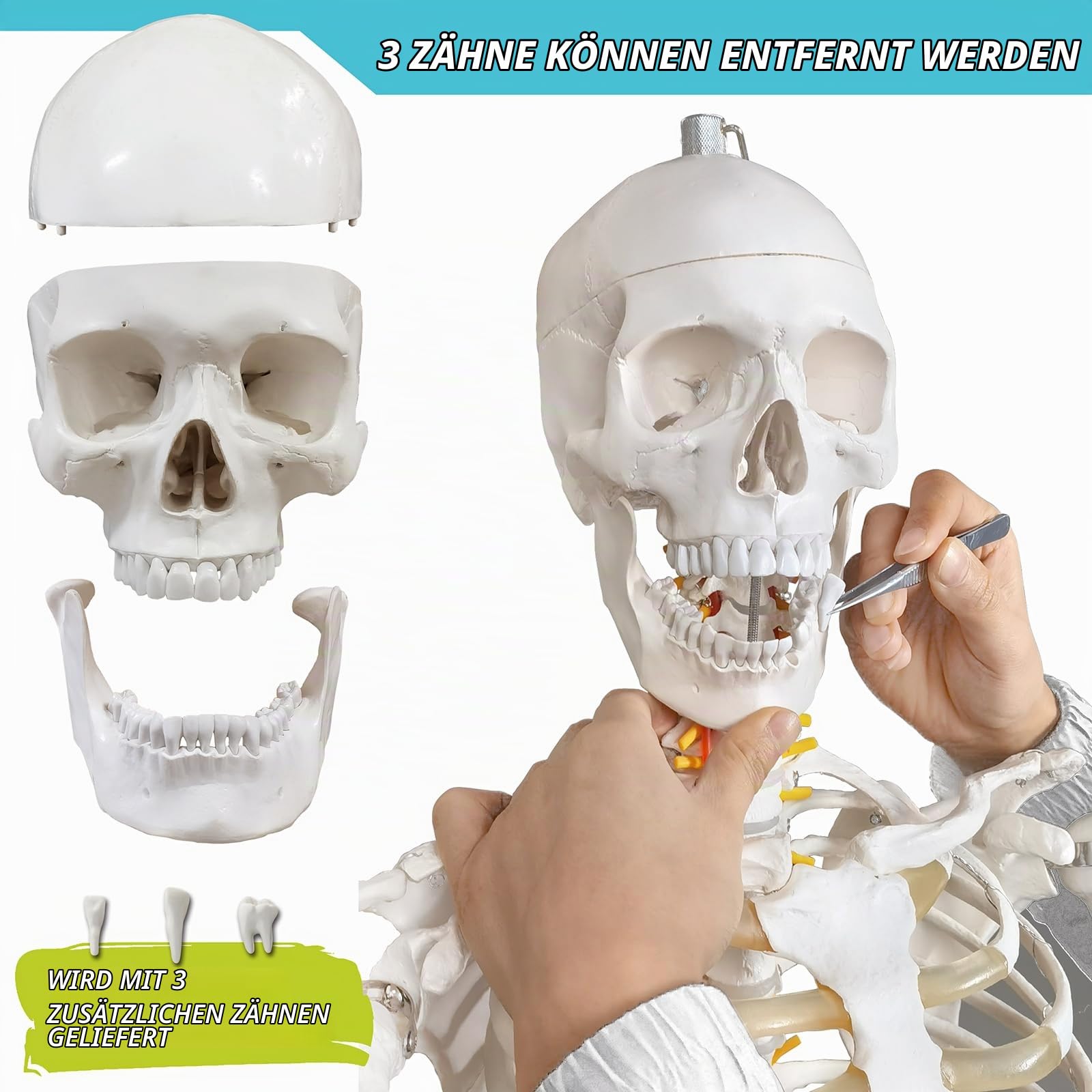Lebensgröße menschliches Skelettmodell für Anatomie-medizinisches menschliches Skelettmodell mit Nervensystem180in mit Rollständer für medizinische Studie und Anzeige 3 Plakate
