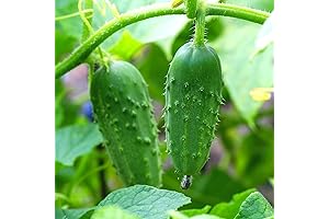 4 Cucumber Plants Live: Grow Your Own Delicious Cucumbers!