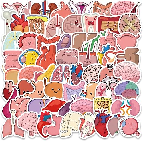 Bonitas calcomanĂas de Ăłrganos de dibujos animados, paquete de 65 calcomanĂas de anatomĂa de Ăłrganos mĂ©dicos para niños, adolescentes, mĂ©dicos, Bonitas calcomanĂas de Ăłrganos de dibujos animados, paquete de 65 calcomanĂas de anatomĂa de Ăłrganos mĂ©dicos para niños, adolescentes, mĂ©dicos,