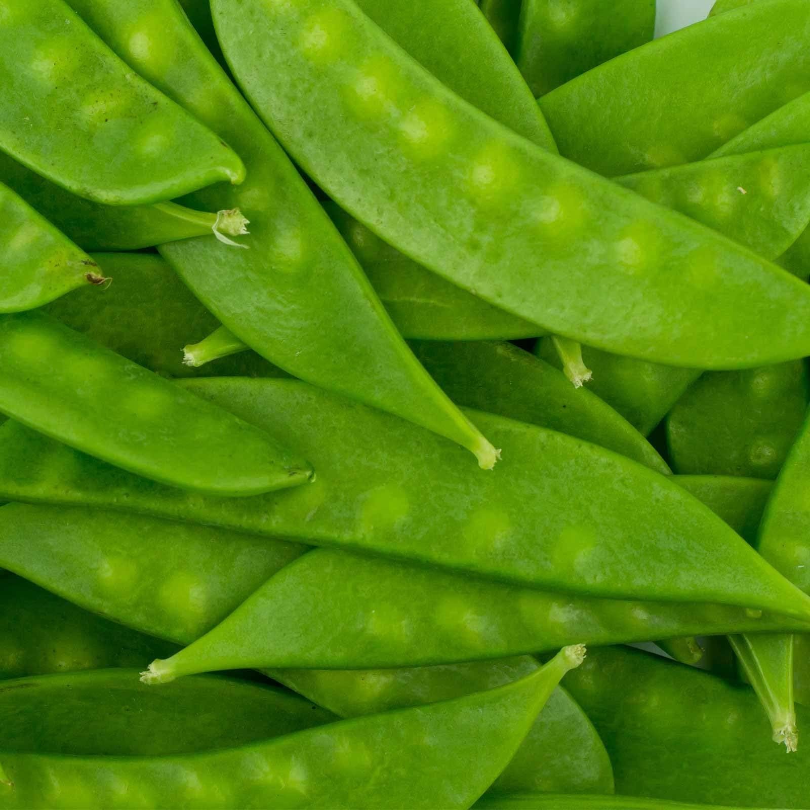 Mammoth Melting Sugar Pod Snow Pea Seeds