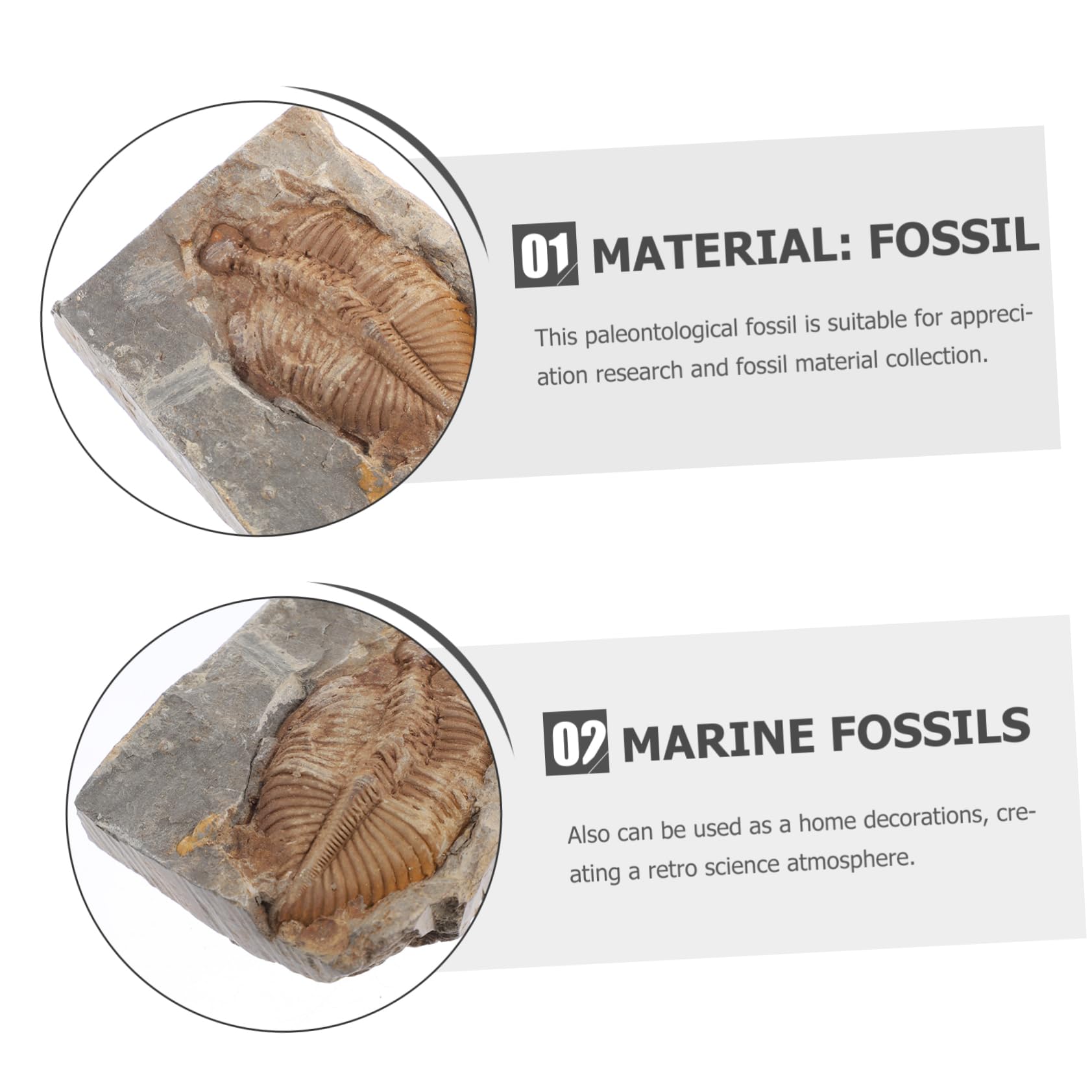 OUNONA Trilobite Specimen Sculpture Decor Marine Real Trilobite Decorative Trilobite Artificial Trilobite Model Trilobite Skeleton Statue Trilobite Figurine Education Adornment