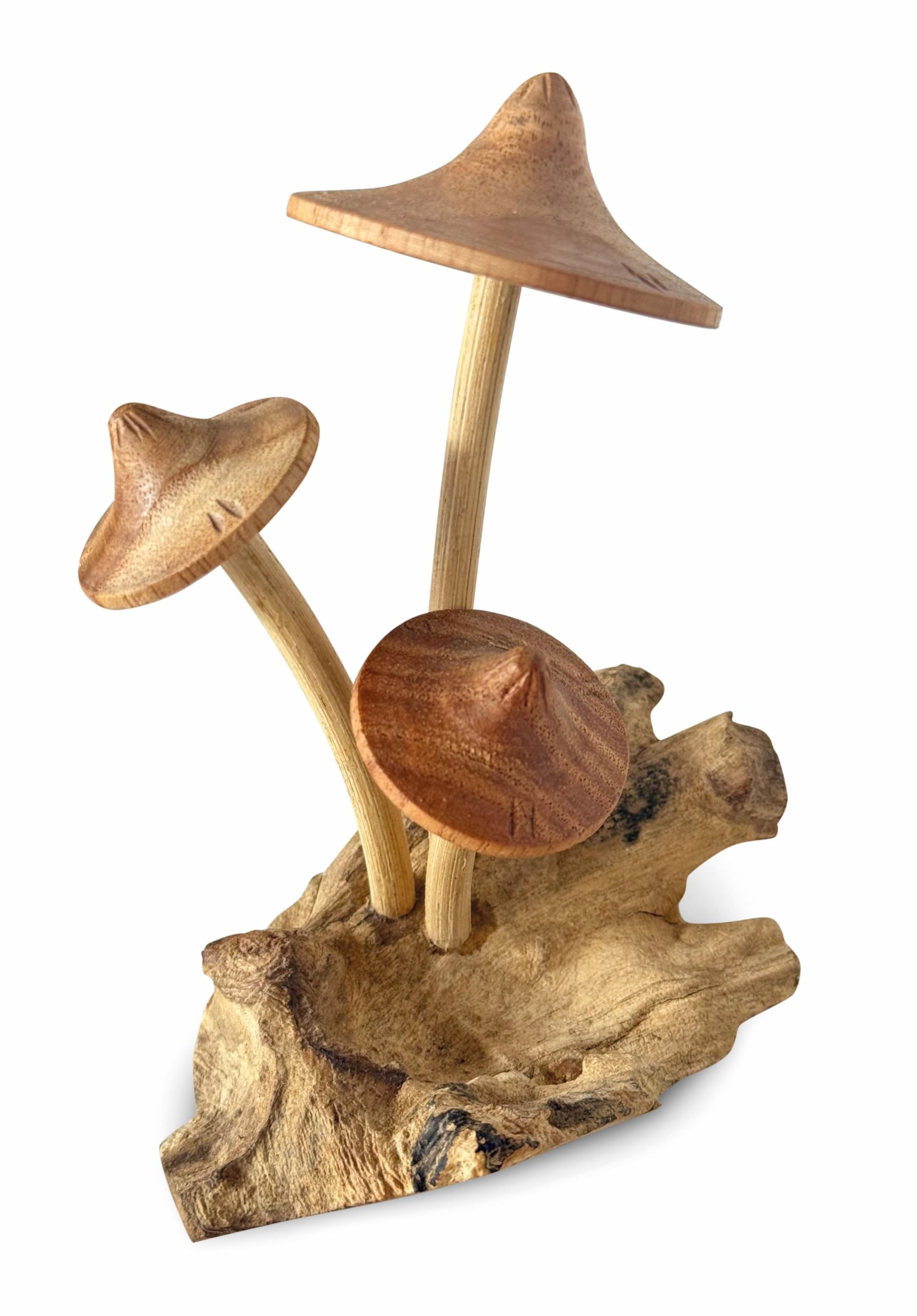 MAISONICA Assorted Parasol Mushrooms on Root Wooden Sculpture Ornament - Hand Crafted on Teak Root