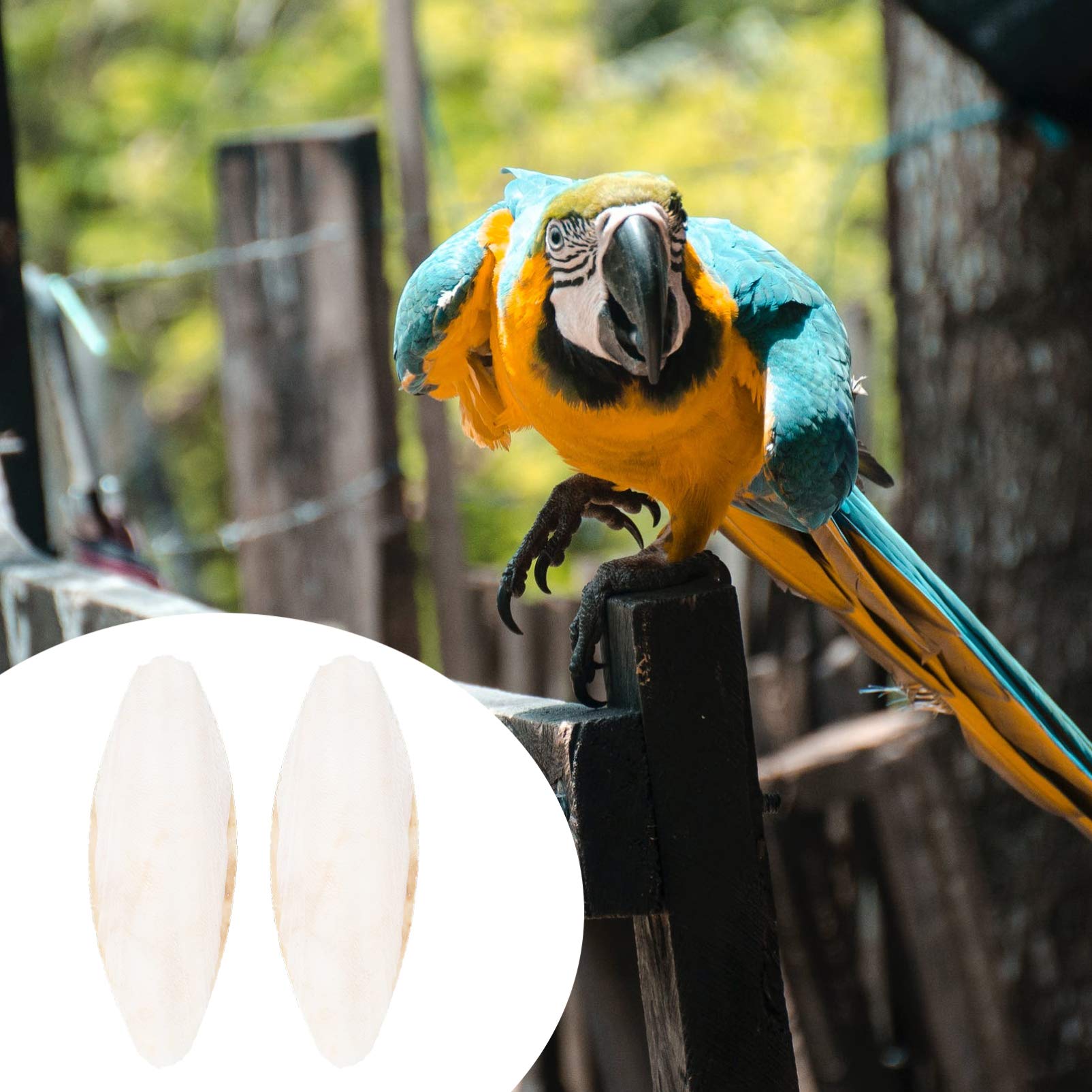 Sepiaschalen Für Vögel – 10 Stück, Natürlicher Kalklieferant, Zum Kauen & Schnabelwetzen, Für Papageien & Wellensittiche