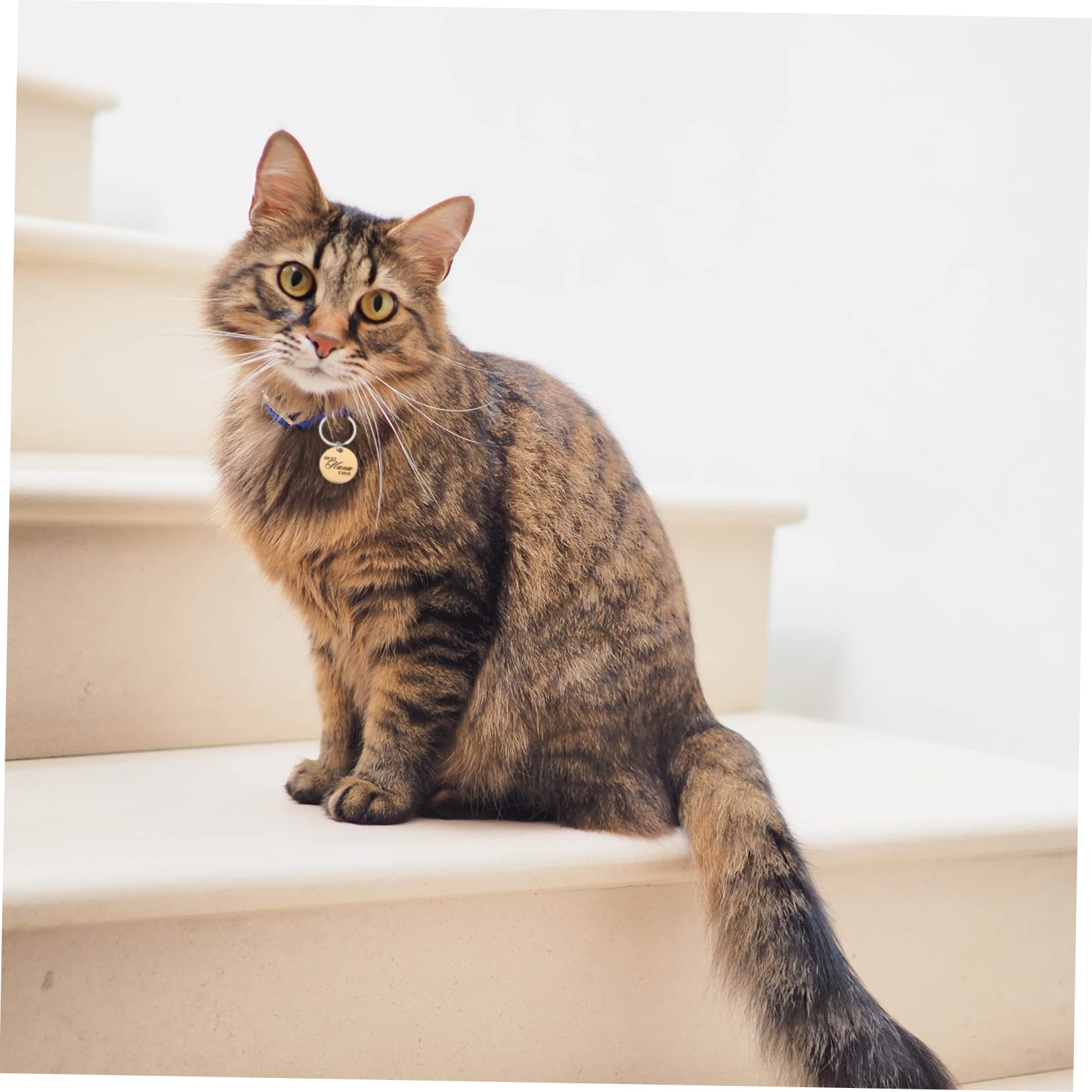 YARNOW 16 Pz Identificazione dell'animale domestico lost lovable medaglietta del gatto ciondolo piastrina per cani cucciolo etichette targhetta identificativa per animali domestici vuoto