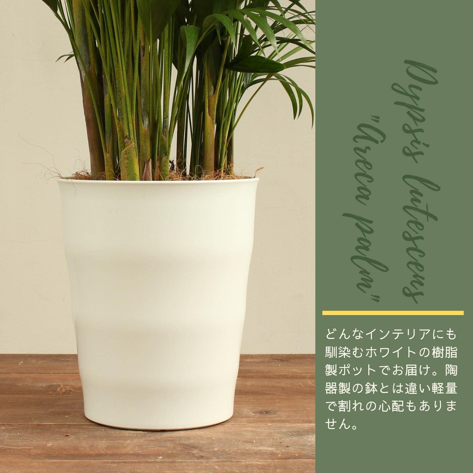 Amazon｜アレカヤシ 10号 受け皿付 【観葉植物 本物 コガネタケヤシ
