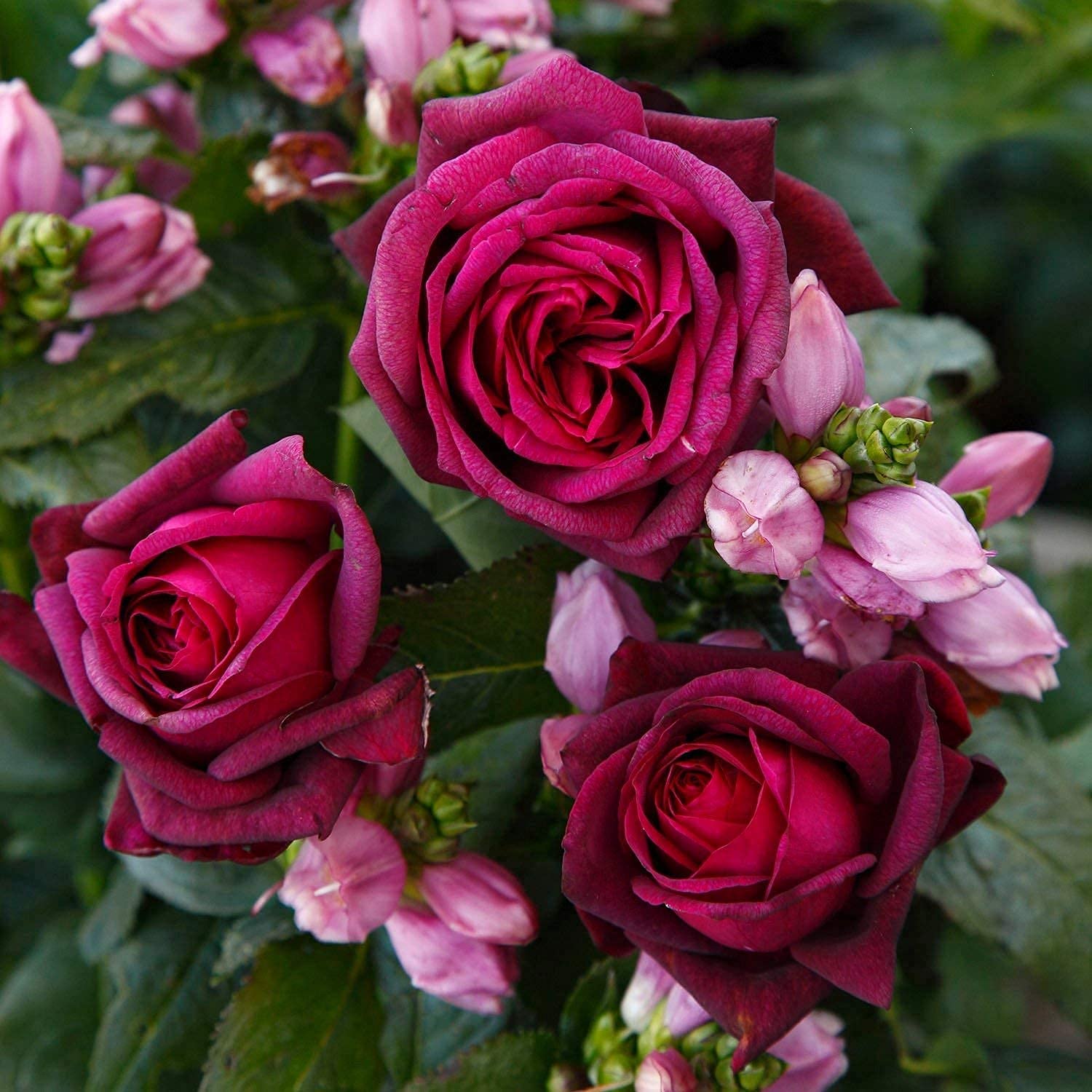 GARTEN SCHLÜTER® Stark duftende rote Edelrosen Gräfin Diana - 5 Liter