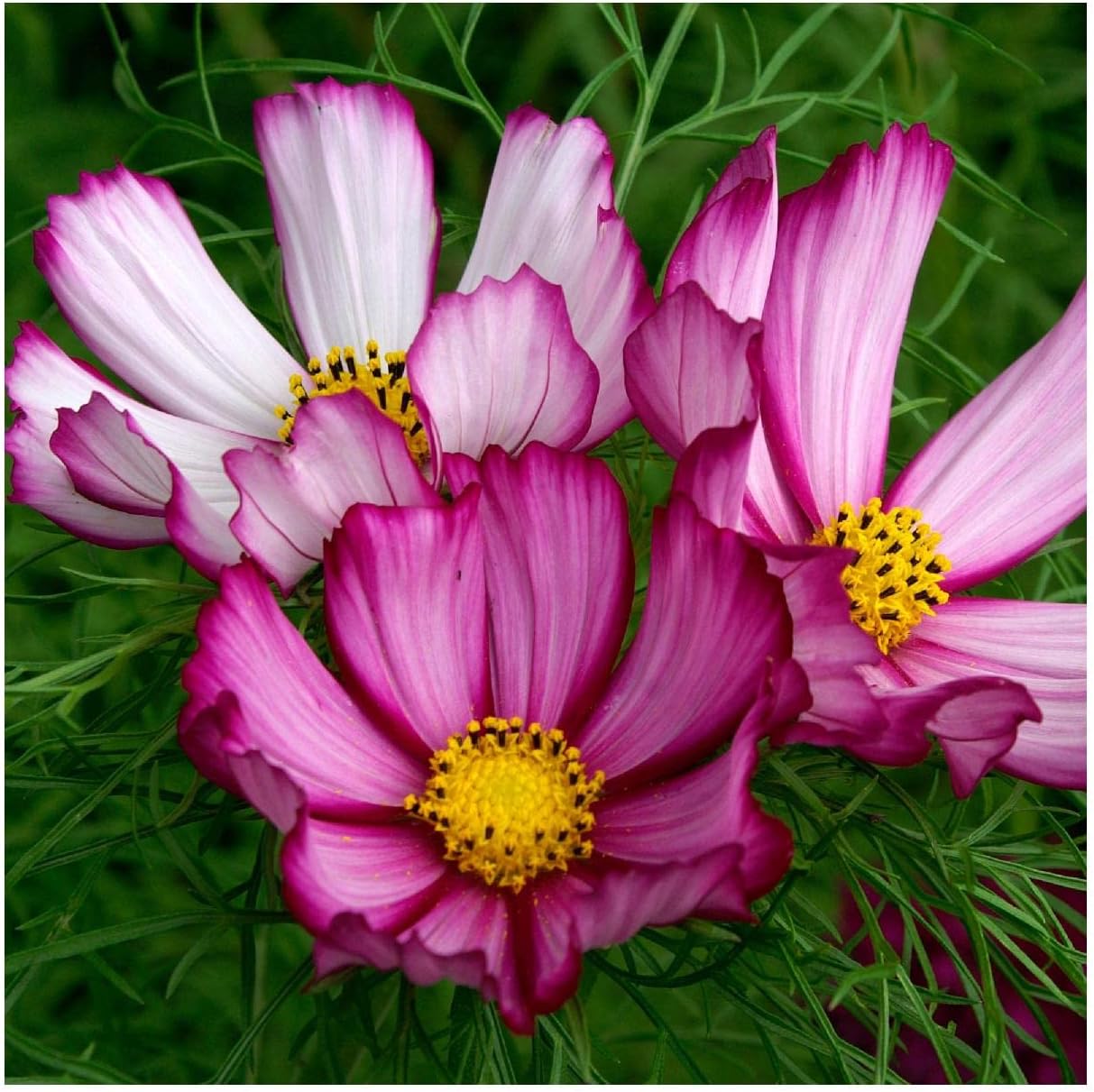 Everwilde Farms - 1 Lb Candystripe Cosmos Wildflower Seeds - Gold Vault
