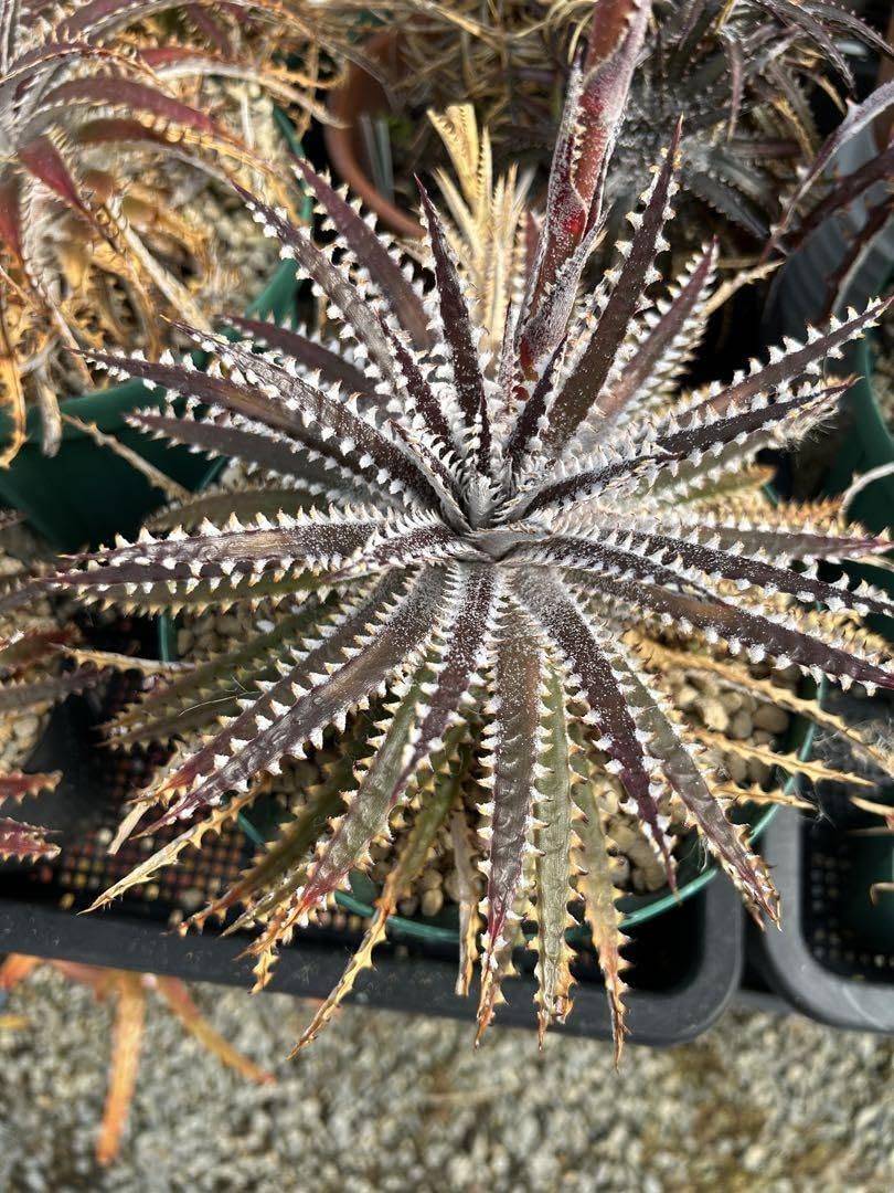 Amazon.co.jp: 徳用 種子 ディッキア ビッグブラザー Dyckia Big