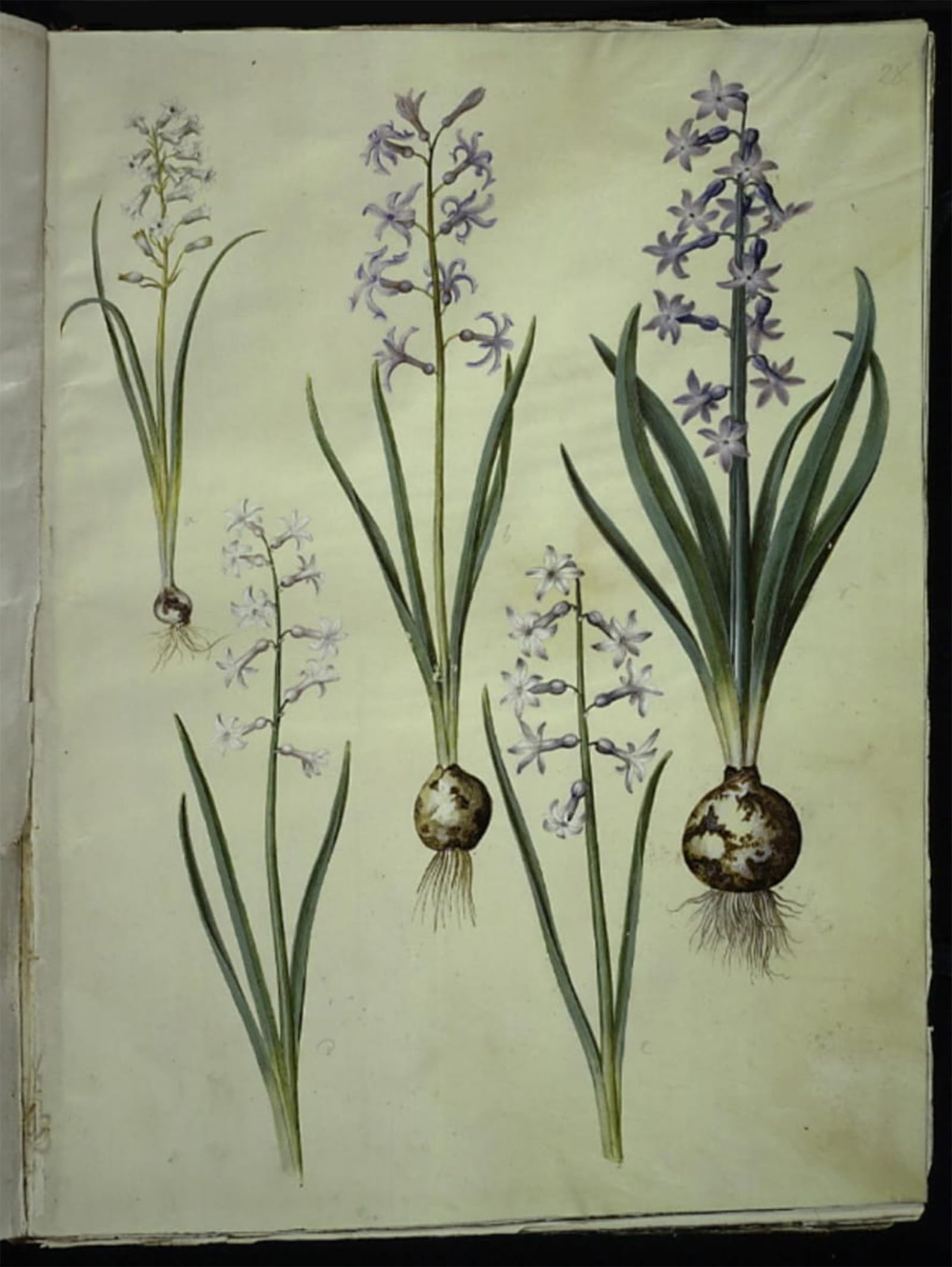 ARTXLXXBN Famous Prints Artwork Pictures Poster Painting Art Amethyst Brimeura Oriental Hyacinth by Hans Simon Holtzbecker Artwork Landscape Pictures for Home Decor 60x90cm