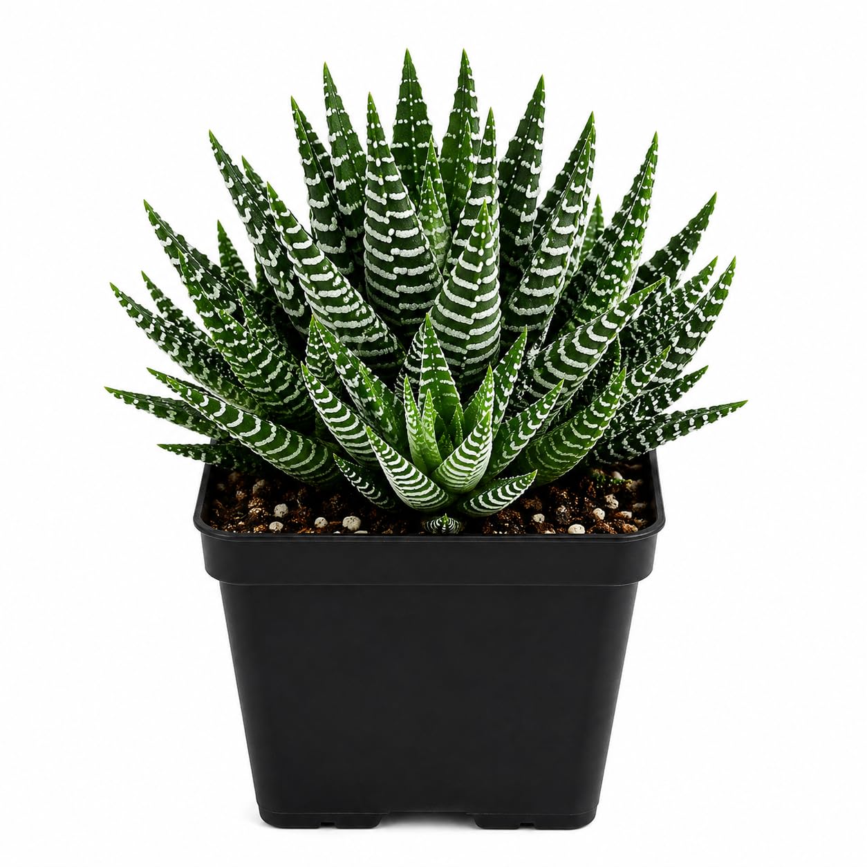 Zebra Cactus (haworthiopsis Attenuata): Discover The Charm And Benefits Of This Striking Succulent | Zebra Cactus, Zebra Haworthia, Zebra Plant With Pot | Ideal For Indoor And Outdoor-image-2