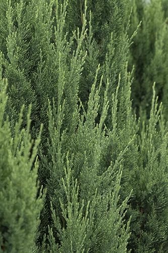 Miniatura 7 de Blue Point Juniper  3 árboles vivos  Juniperus Chinensis  Plantas de hoja perenne de bajo mantenimiento tolerantes a la sequía