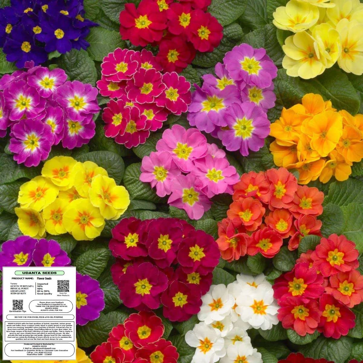 Udanta Seeds Primrose - Primula Mix Flower Seeds Imported Series - Pack of 50 Seeds (B0BBNG2Z7R) Amazon Price History, Amazon Price Tracker