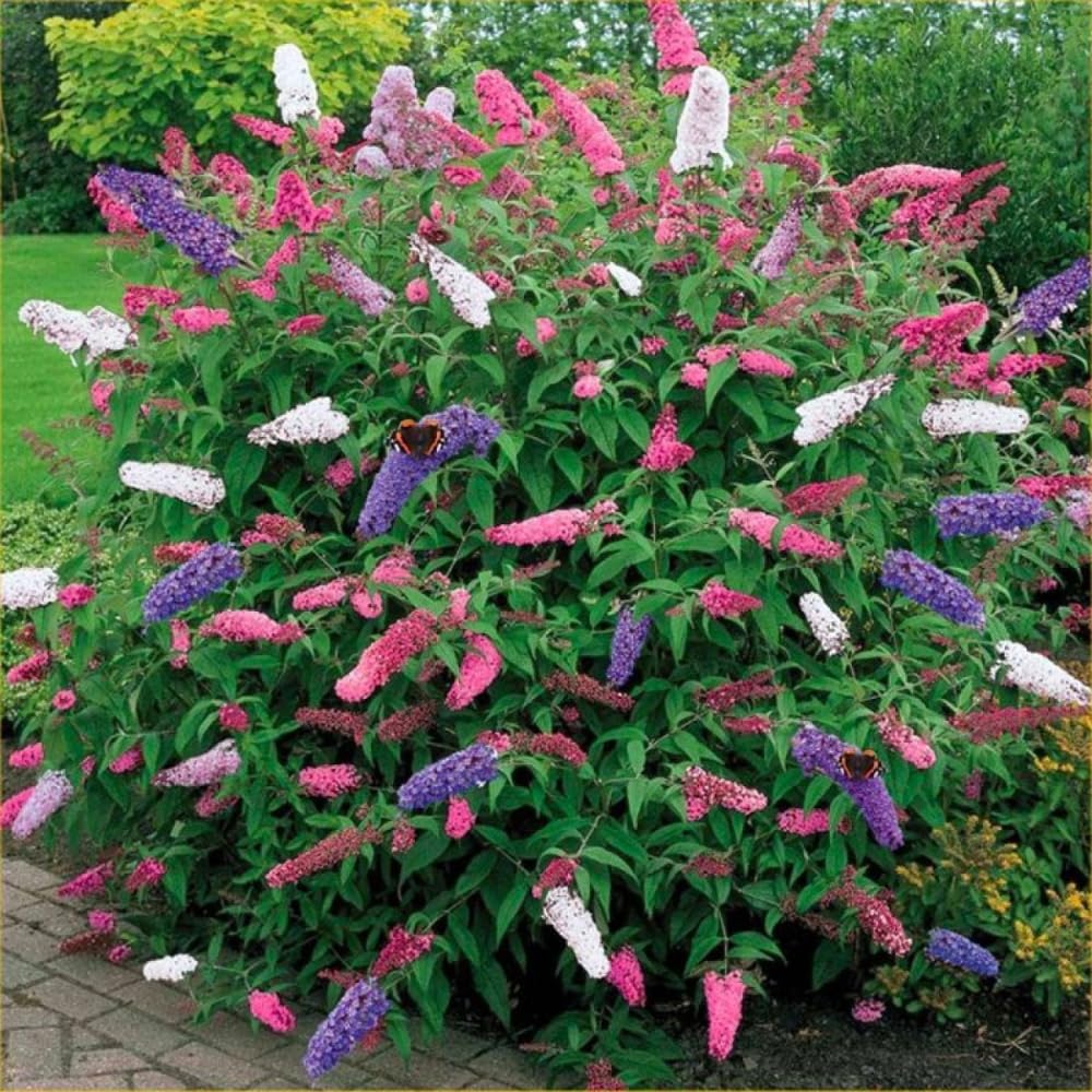 2 Assorted Buddleia Butterfly Bushes Live Plants