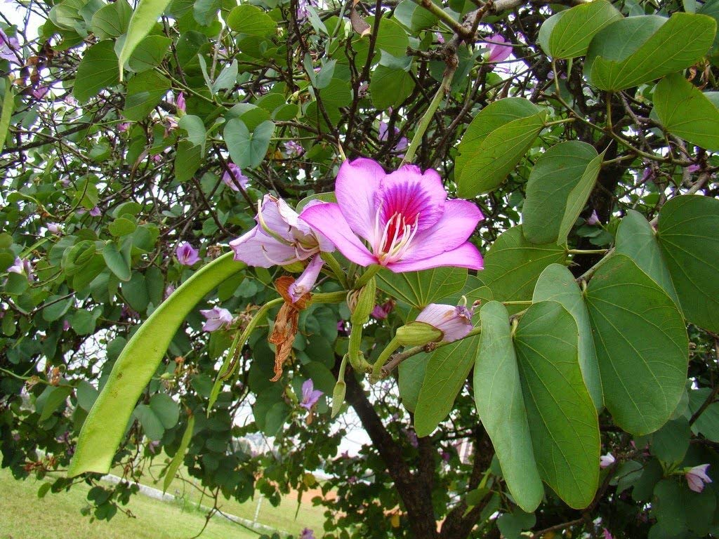 ADITYA GREEN PLANTS AGP Kanchan Plant/Bauhinia Variegata/Orchid Tree/Camels ft/Mountain-Ebony Live Plant(1 Healthy Live Plant On Poly bag) (B09NK6THKZ) Amazon Price History, Amazon Price Tracker