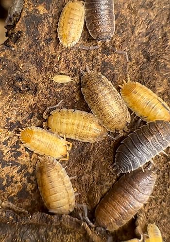 Porcellio Scaber Lemonade Isopods 10 unidades Roly Poly Animal Insectos Equipo de Limpieza para Terrario, Reptil Alimento para Mascotas