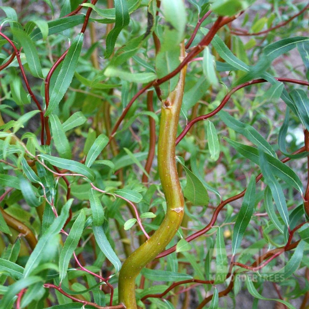 Scarlet Curls Corkscrew Willow
