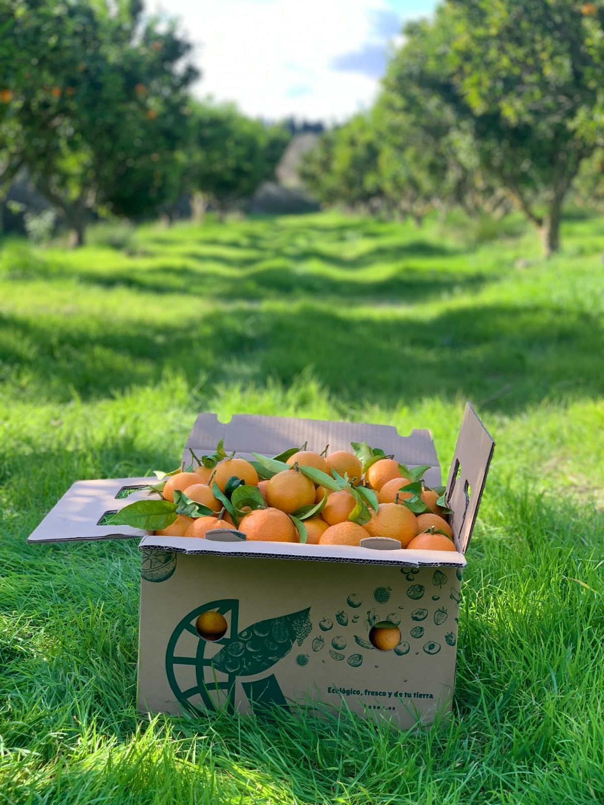 MANDARINAS PREMIUM DE LA HUERTA VALENCIANA CAJA DE 10 KGS RECIEN RECOGIDAS 14 HORAS ANTES DE SER MANDADAS, DEL CAMPO A TU MESA