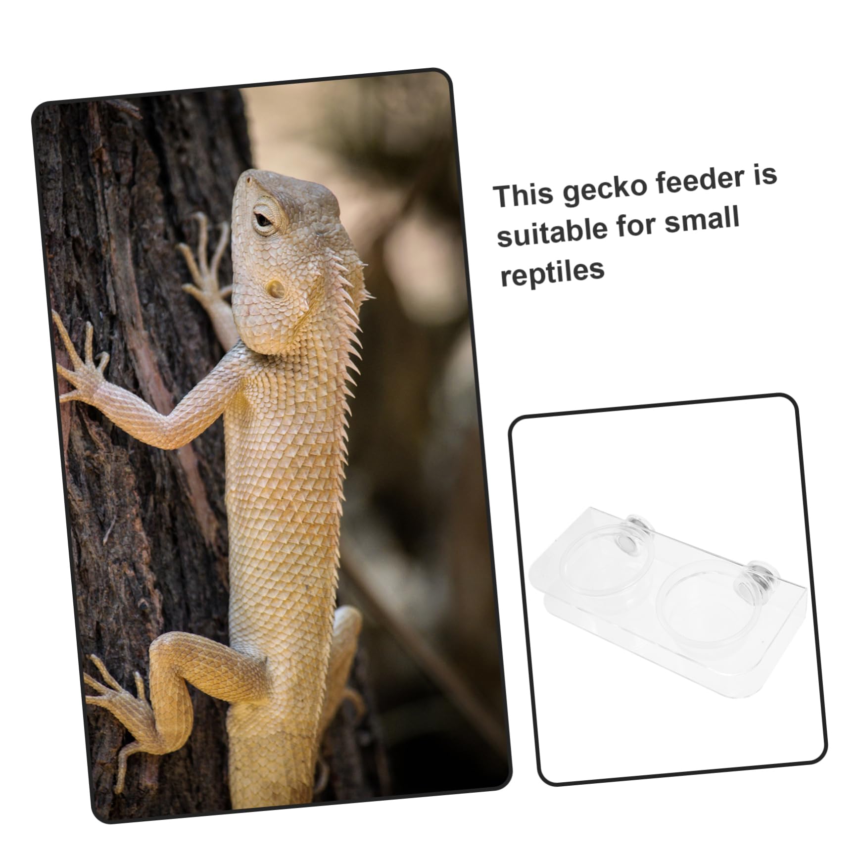 BESPORTBLE 5juegos Cuenco De Alimentación Magnético para Reptiles Comedero De Agua y Comida para Iguana y Tortuga Diseño Espacioso y Tazones Reemplazables para Terrarios De Reptiles
