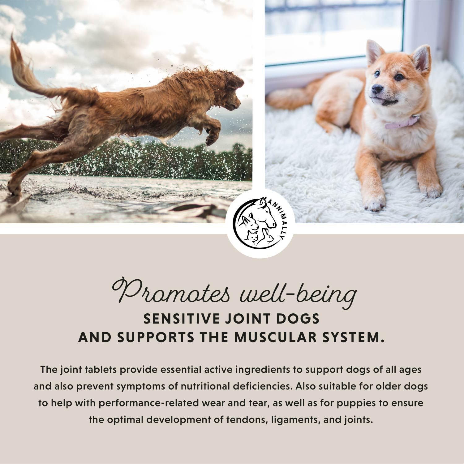 Joint supplements for dogs with MSM green lipped mussel, chondroitin and glucosamine, 120 tablets hip & joint care for dogs - Image 2