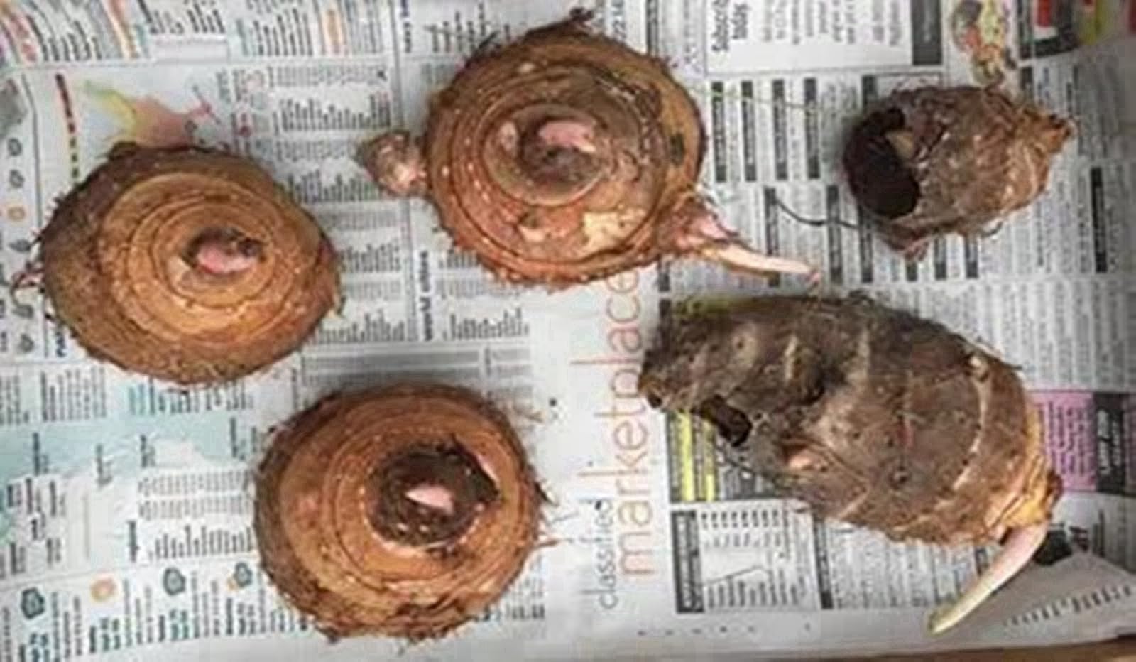 Rizomi orecchio elefante,resistenti al freddo e alla siccità-a-4 Rizoma-J