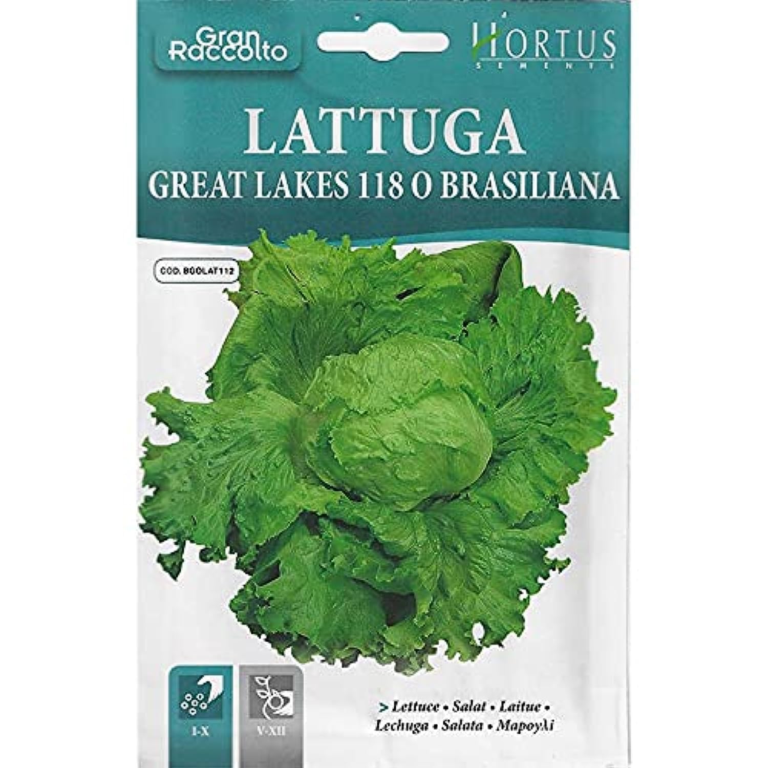 Hortus Lettuce Premium Quality Seeds (Lattuga Great Lakes 118 O Brasiliana) (Made in Italy) by Hortus Sementi