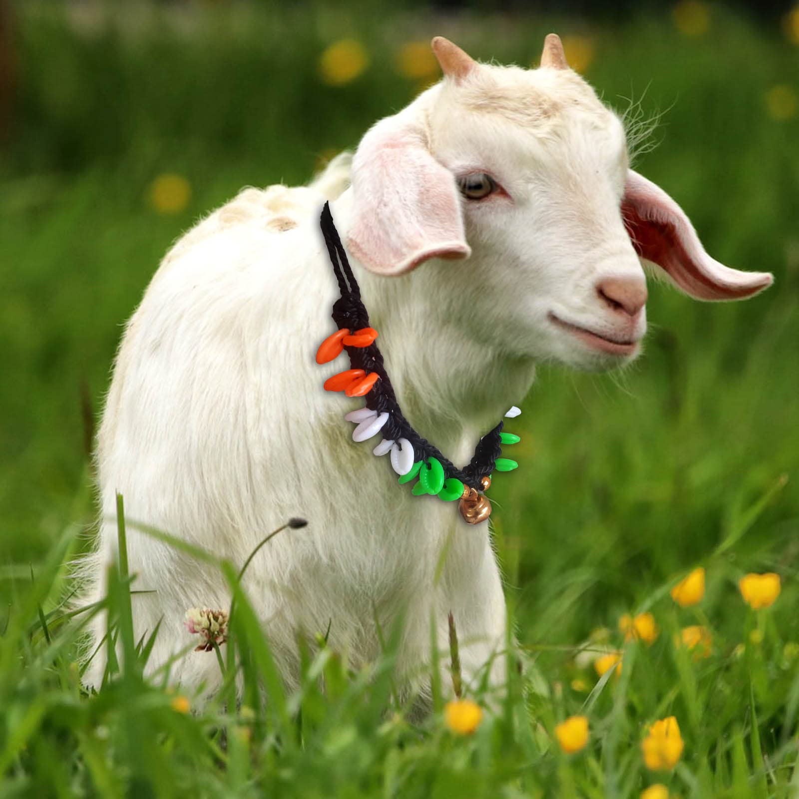 Goat/Sheep Halter Nylon Rope ,Leash,Goat Cord,Sheep Collar,Goat Belt 77 cm Cow Martingale Leash (White, Orange, Green, Gold, Black) (B0BSQX2DM7) Amazon Price History, Amazon Price Tracker