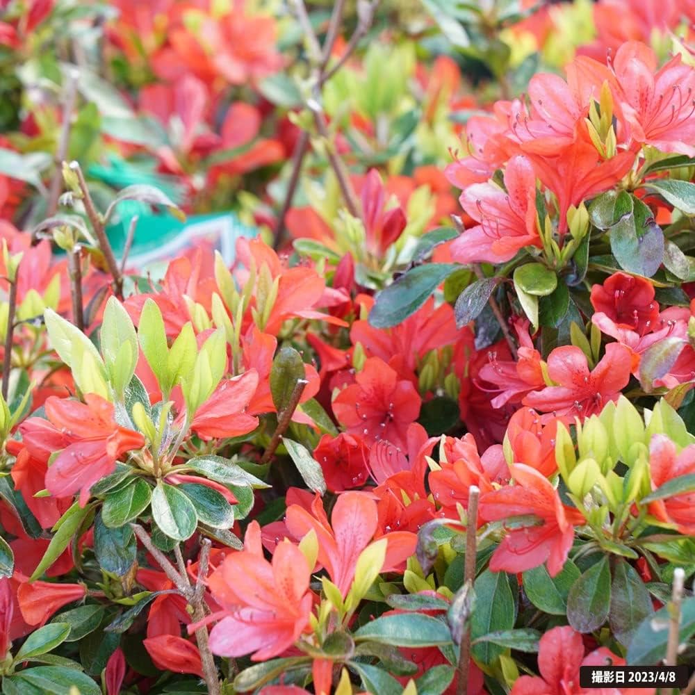 Amazon | ツツジ 【 本霧島 （本キリシマ） 】 4号ポット つつじ